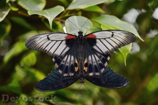 Devostock Butterfly colorful  (137)