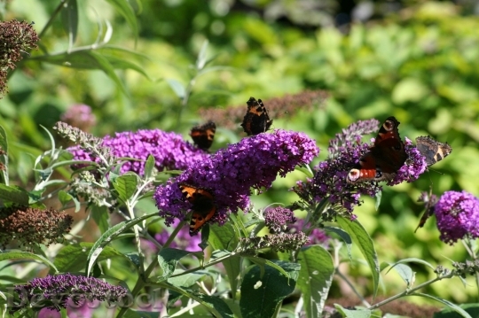 Devostock Butterfly colorful  (140)