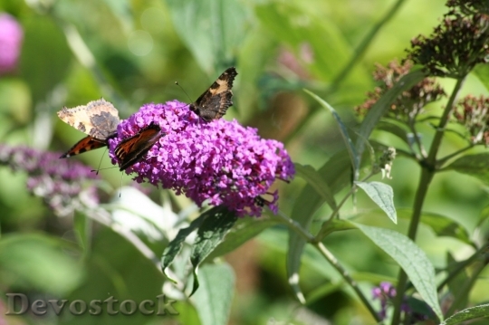 Devostock Butterfly colorful  (142)