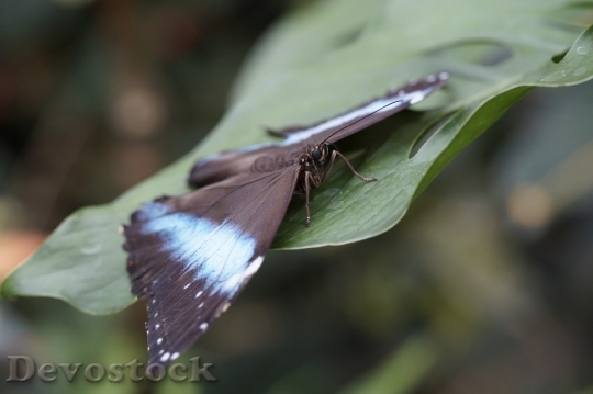 Devostock Butterfly colorful  (144)