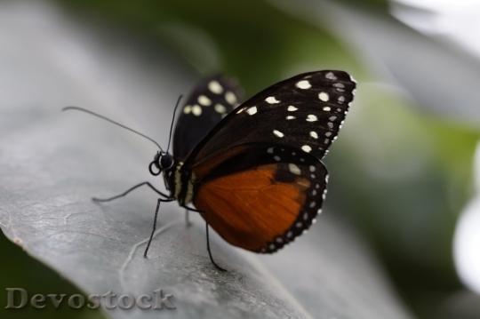 Devostock Butterfly colorful  (147)