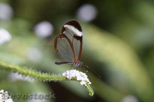 Devostock Butterfly colorful  (149)