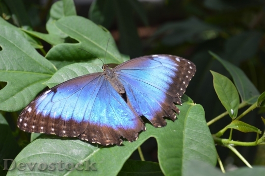 Devostock Butterfly colorful  (152)