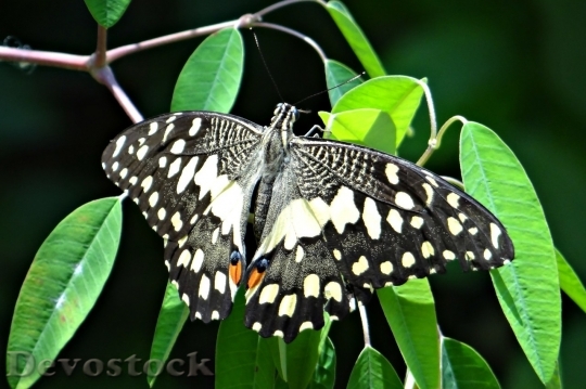 Devostock Butterfly colorful  (153)