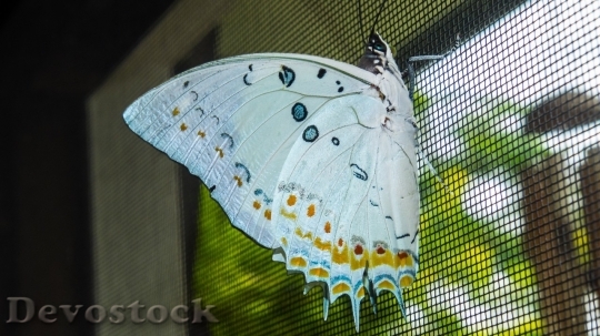 Devostock Butterfly colorful  (154)