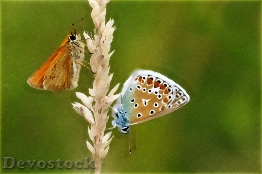 Devostock Butterfly colorful  (155)