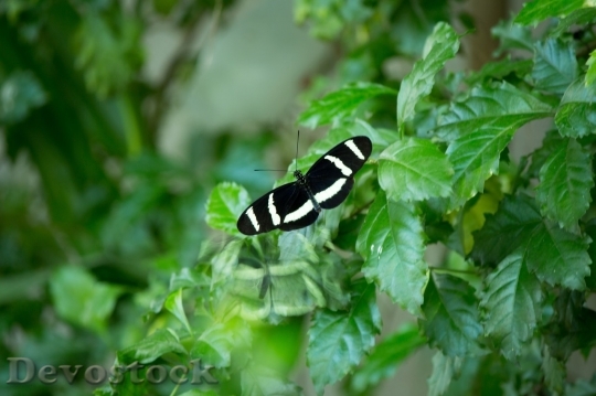 Devostock Butterfly colorful  (156)