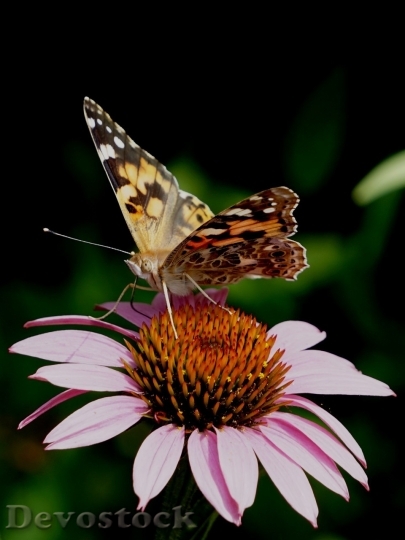 Devostock Butterfly colorful  (157)