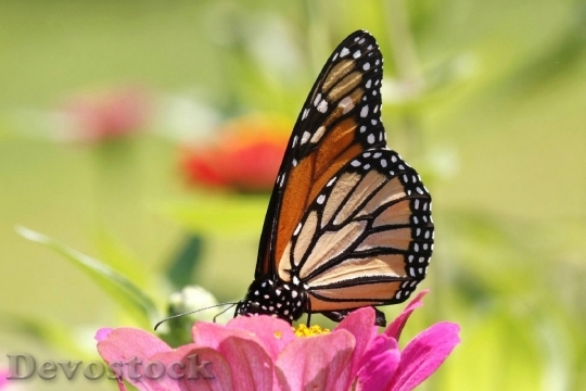 Devostock Butterfly colorful  (158)