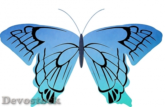 Devostock Butterfly colorful  (159)