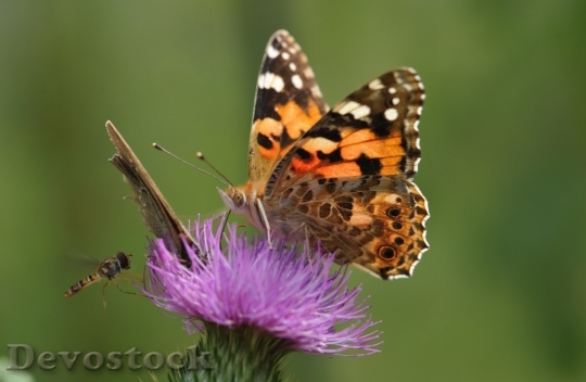 Devostock Butterfly colorful  (162)