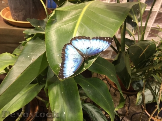 Devostock Butterfly colorful  (163)
