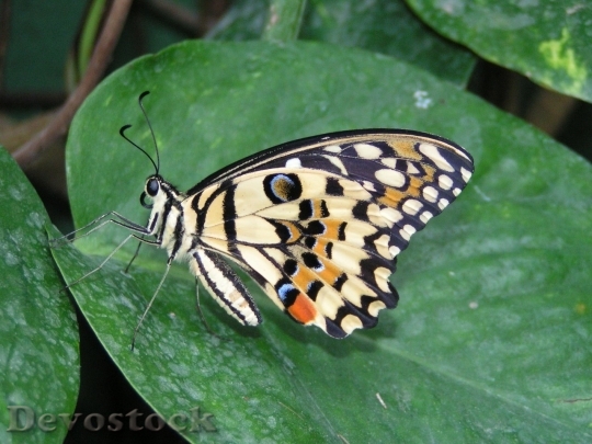 Devostock Butterfly colorful  (164)