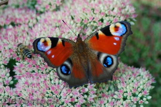 Devostock Butterfly colorful  (165)