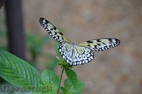 Devostock Butterfly colorful  (166)