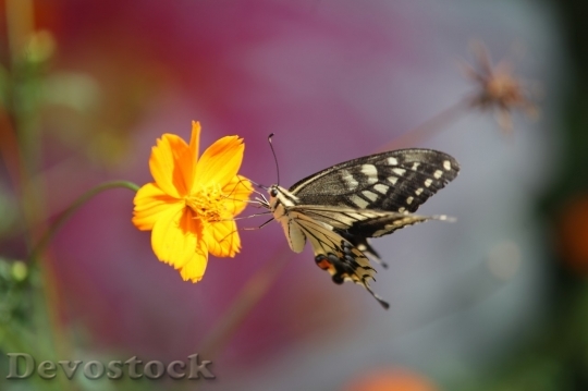 Devostock Butterfly colorful  (167)