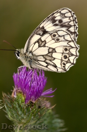 Devostock Butterfly colorful  (168)