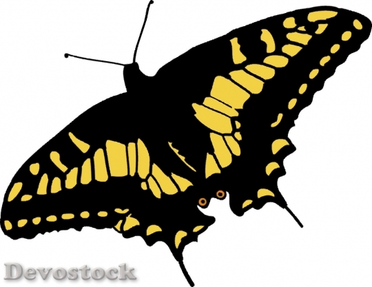 Devostock Butterfly colorful  (17)