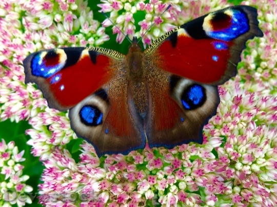 Devostock Butterfly colorful  (170)