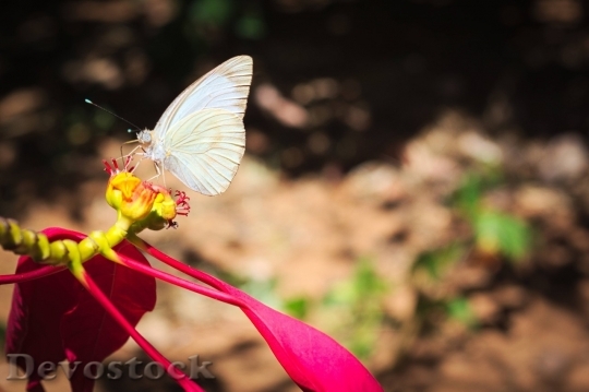 Devostock Butterfly colorful  (173)