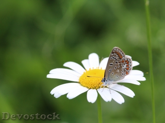 Devostock Butterfly colorful  (174)