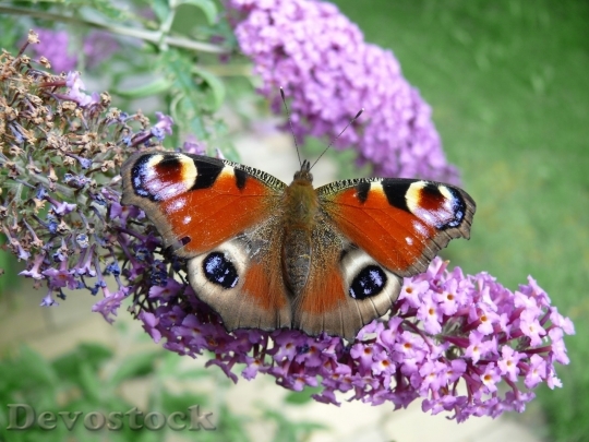 Devostock Butterfly colorful  (175)