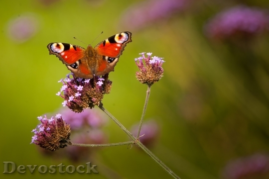 Devostock Butterfly colorful  (176)