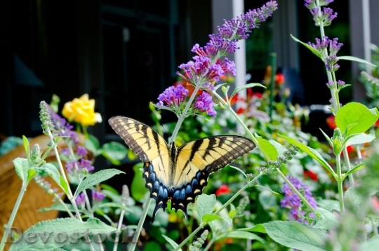 Devostock Butterfly colorful  (178)