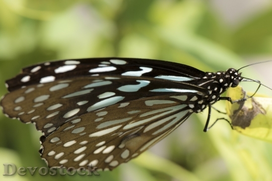 Devostock Butterfly colorful  (179)