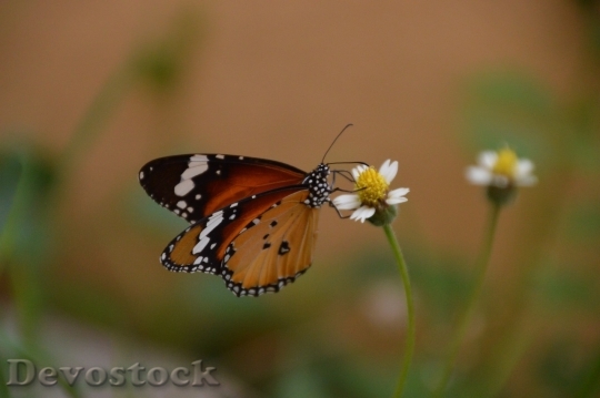 Devostock Butterfly colorful  (18)