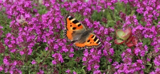 Devostock Butterfly colorful  (180)