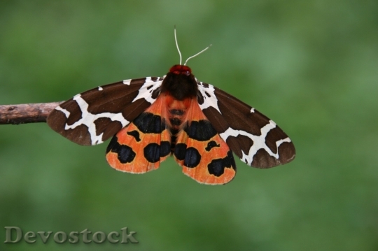Devostock Butterfly colorful  (181)