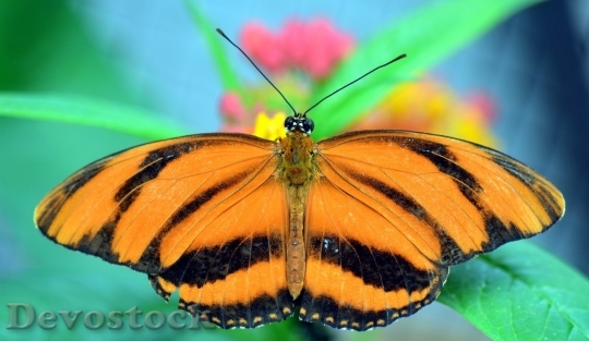 Devostock Butterfly colorful  (182)