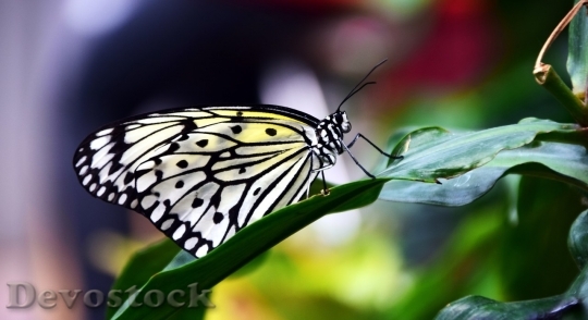 Devostock Butterfly colorful  (183)