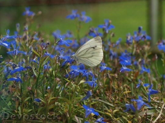 Devostock Butterfly colorful  (184)