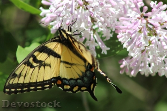 Devostock Butterfly colorful  (185)