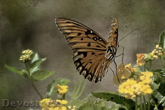 Devostock Butterfly colorful  (188)