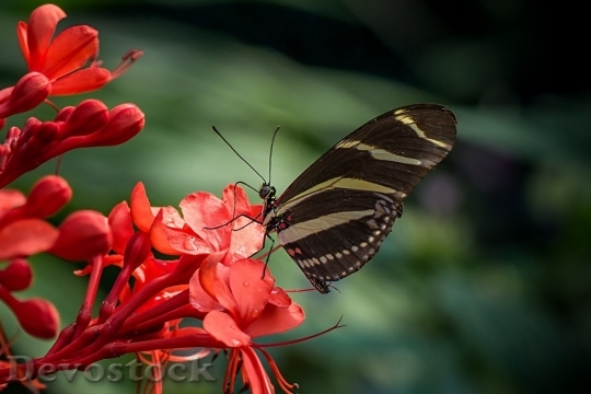Devostock Butterfly colorful  (189)