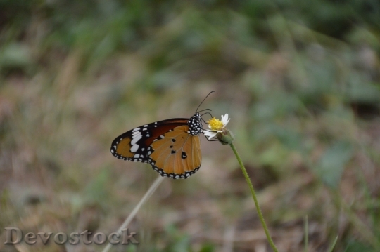 Devostock Butterfly colorful  (19)
