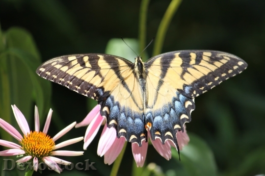Devostock Butterfly colorful  (191)
