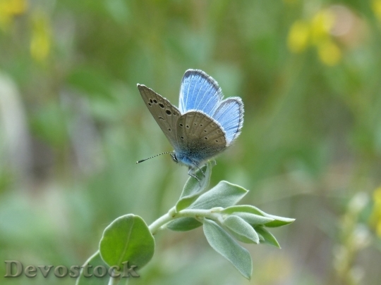 Devostock Butterfly colorful  (194)