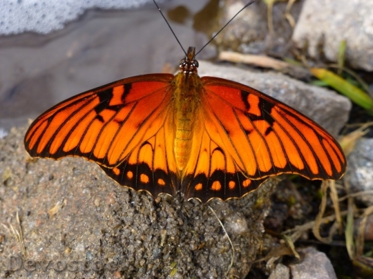 Devostock Butterfly colorful  (195)