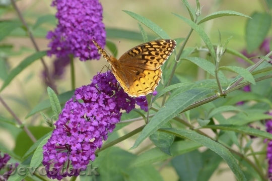 Devostock Butterfly colorful  (198)