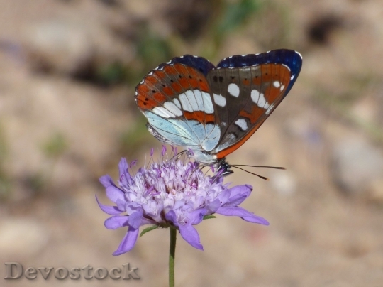 Devostock Butterfly colorful  (199)