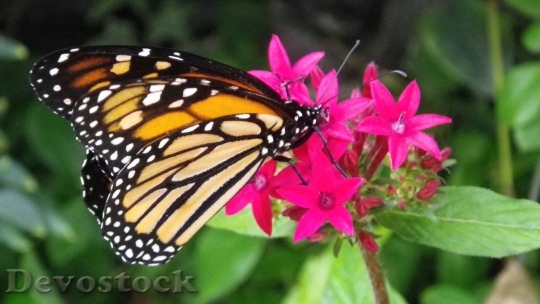 Devostock Butterfly colorful  (2)