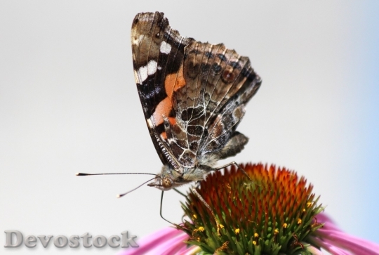 Devostock Butterfly colorful  (202)