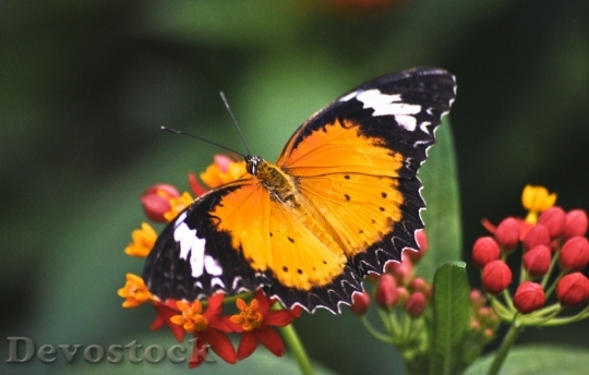 Devostock Butterfly colorful  (204)