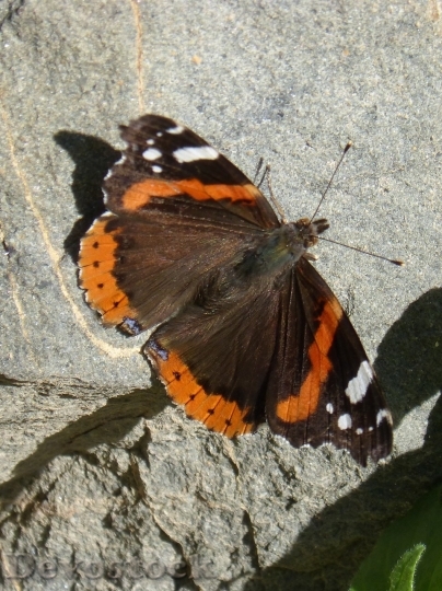 Devostock Butterfly colorful  (205)