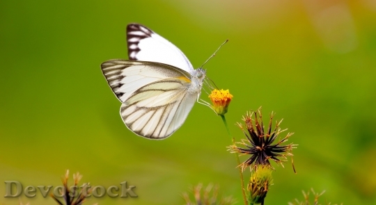 Devostock Butterfly colorful  (208)