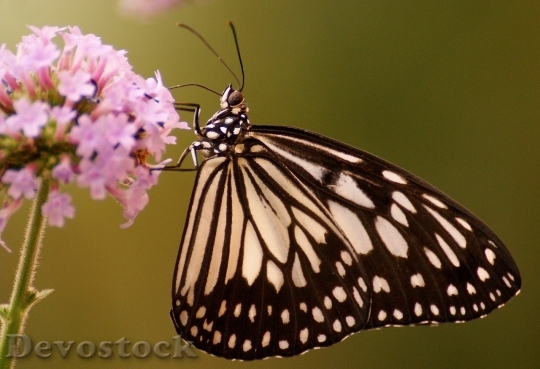 Devostock Butterfly colorful  (213)